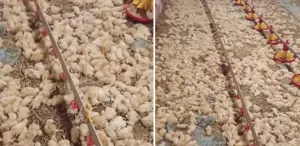 Yeni işe soyunan genç, sabah uyanınca hayatının şokunu yaşadı