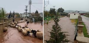Hatay’da çoban kuzuları sele kapılmaktan son anda kurtardı