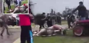 Sahibinin, koşmadığı için dövdüğü at bayıldı