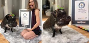 Adını dünya rekorlarına yazdıran domuz: Merlin