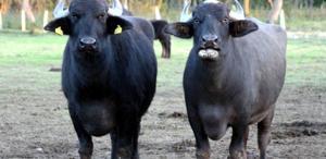 Türk çiftçilerin büyük başarısı: İki geni birleştirdiler, verimi görünce inanamadılar