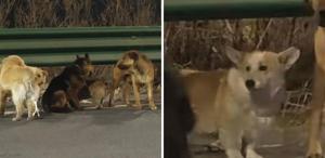 7 köpeğin kesimhaneden inanılmaz firarı: Askeri disiplinle 16 kilometre yürüdüler’’