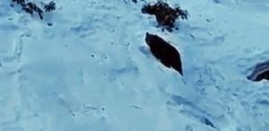 Ayder’de ayı yine sahnede Kaçkarlar’da vahşi doğa heyecanı