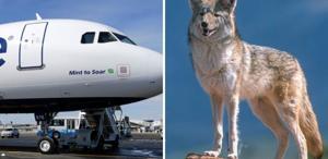 Kalkışta korku anları Pistte kır kurduna çarpan uçak acil iniş yaptı