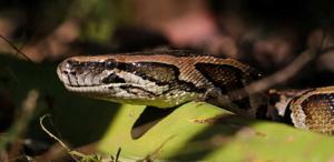 Bilecik’te jandarma operasyonunda nesli tükenme tehlikesindeki piton ele geçirildi