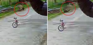 Saldırgan eşek, 5 yaşındaki çocuğa kabusu yaşattı