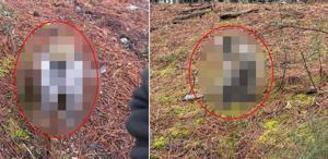 Afrika değil Denizli Mantar aramak için çıktığı ormanda karşılaştığı hayvana bakın