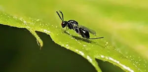 Sinop’ta 10 bin böceğe ’kamu’ görevi