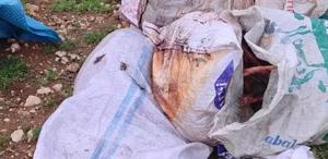 Şanlıurfa’da tarlada kesilmiş at başı bulundu