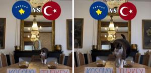’’Nimbus The King’’ isimli kedi Kosova - Türkiye maçının kazananını tahmin etti