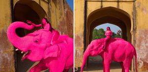 Fotoğraf çekimi için pembeye boyanan fil öldü: Dünya ayağa kalktı