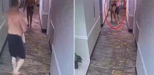 Turisti zorla kucağına alıp odaya götürmeye çalıştı