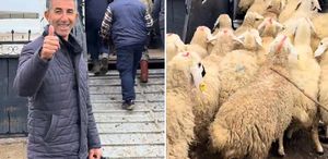 Koyun satın alırken Türkiye’de bir ilki gerçekleştirdi