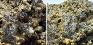 Türkiye’de bulundu Sahibi satışa çıkardı, işte istediği bedel