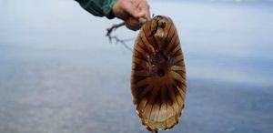 Kırmızı, büyük ve uzun kolları var Denizde görürseniz sakın yaklaşmayın