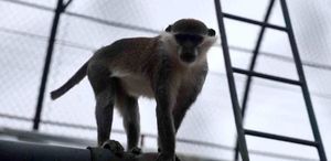 Firari maymun ikinci kez yakalanarak koruma altına alındı