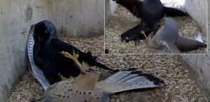 National Geographic belgesellerini aratmayan sahne: Kargaların intikamı