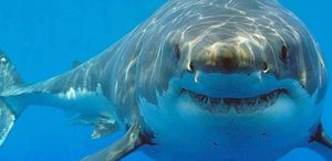 Bahamalar’da köpek balıklarında uyuşturucu madde bulundu