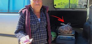 Kazdağları’nın eteklerinden toplayıp kilosunu 1000 TL’ye satıyorlar