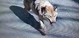 Şehirde ’canavar’ alarmı Tünel kazarak kaçtı, uyarı üstüne uyarı yapılıyor