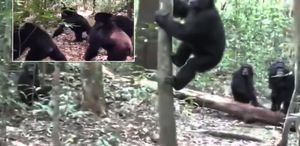 Dünya bunu da gördü Şempanze iç savaşının görüntüleri