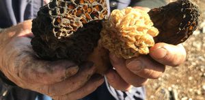 Sabah uyanan akşama kadar onu arıyor, kilosu dudak uçuklatan fiyattan gidiyor