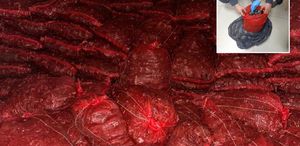 Halk sağlığını hiçe saydılar: 10 ton kaçak midye ele geçirildi