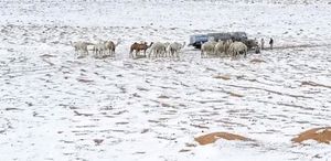 Suudi Arabistan’da çöller dolu yağışıyla beyaza büründü