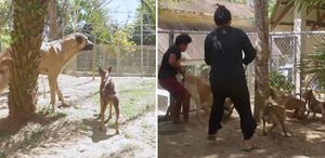 Çiftliklerine Sivas kangalı alan Filipinli aile, ilk gün neye uğradığını şaşırdı