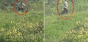 Avcılar’da köpeğe kemerle şiddet uygulayan şüpheli aranıyor