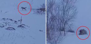 Köye baskın yapan aç kurtlar sert kayaya çarptı