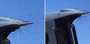 İsrail’de “Sarı Alarm“: Tarihin en büyük arı istilası askeri uçuşları durdurdu