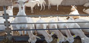 Mide bulandıran olay: Ağıla giren kişiyi kameradan izleyip gördükleri karşısında şoke oldu