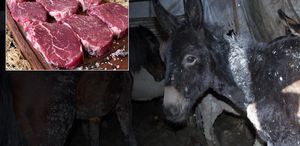 Bakanlık markayı açıkça ifşa etti: Vatandaşa at ve eşek eti yedirmişler