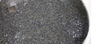 Çiple Karadeniz’e salınacak 2 bin dolardan satılıyor