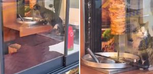 Sokak kedisi, dükkanda asılı haldeki döneri yedi