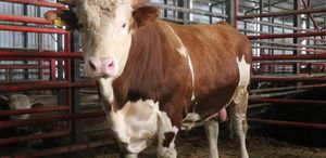 1,5 tonluk dev tosun Kurban için hazır İşte istenen fiyat