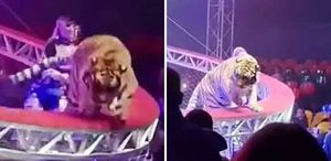 Sirkte dehşet anları: Kafesinden kaçan kaplan seyircilerin arasına daldı