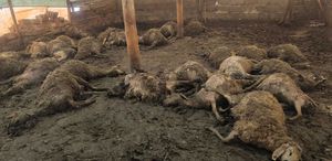 Üreticinin tüm birikimi bir gecede yok oldu