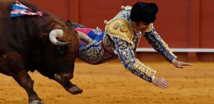 Kızgın boğanın makatından boynuzladığı matador ağır yaralandı