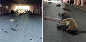 Hatay’da otomobilin çarptığı sürüdeki 17 koyun öldü