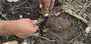 Kastamonu’da yanan ormanlık alanın küllerinden servet doğdu