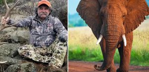 ABD’li milyoner avcı fillerin altında can verdi