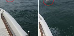 Balıkçı denizde boğulan koyunu görünce şaşkına döndü