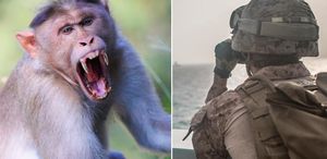 Hürmüz Boğazı’na doğru yol alan ABD Donanması’ndaki askere maymun saldırdı