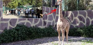 Türkiye’de doğan ilk zürafa Ziyaretçilerin karşısına çıktı, ismi anketle belirlenecek