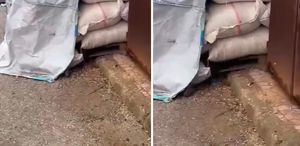 Kuruyemişlerin üzerinde fareler cirit attı