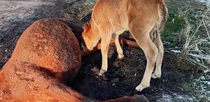 Tay, ölen annesinin başından ayrılmadı