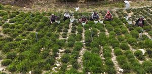 Sofraların vazgeçilmezinde bereketli hasat Kilosu 300 liradan satılıyor