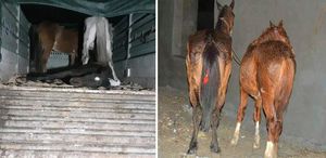 Yine aynı şehir yine aynı skandal: Vatandaşa at ve eşek eti yedirdiler